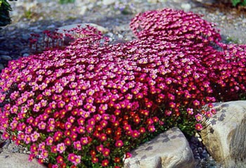 Flerårig plantemateriale - Greensad