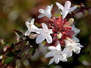 Abelia