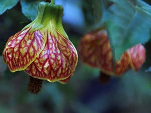 Abutilon