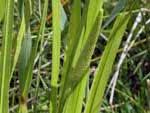 Calamus