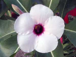 Adenium