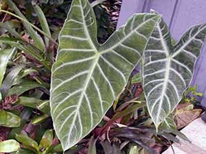 Alocasia