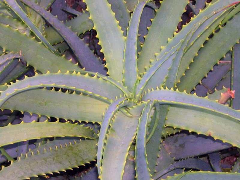 Aloe arborescens / aloe tre