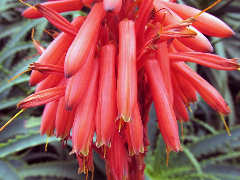 Aloe arborescens / aloe tre