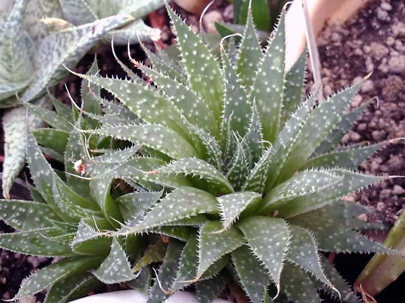 Aloe aristata / spinous aloe