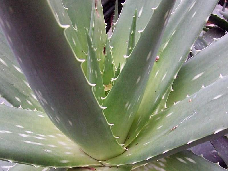 Aloe bellatula / prekrasna aloja (premium)