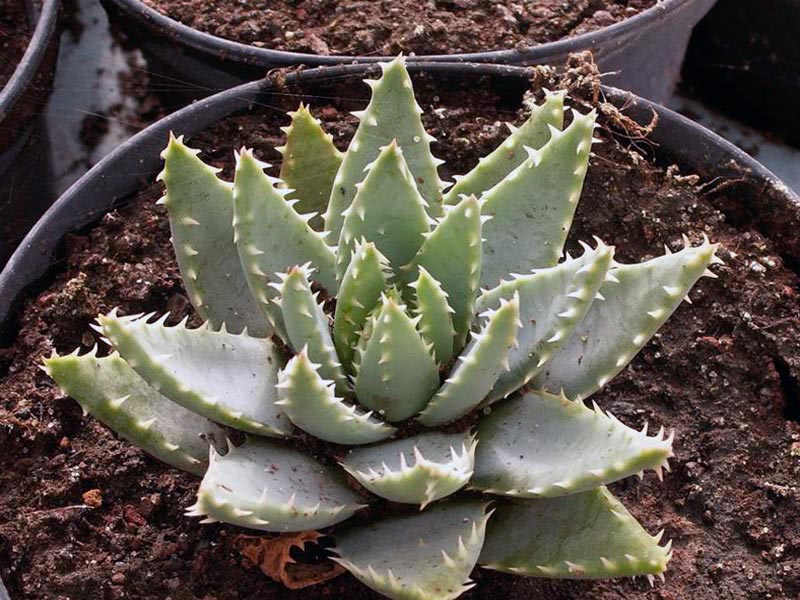 Aloe brevifolia / kortbladet aloe