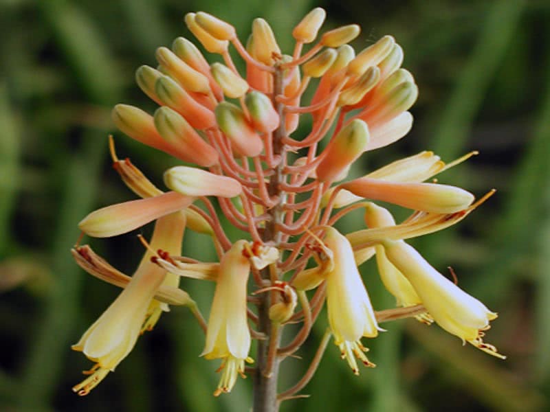 Aloe camperi / aloe camperi