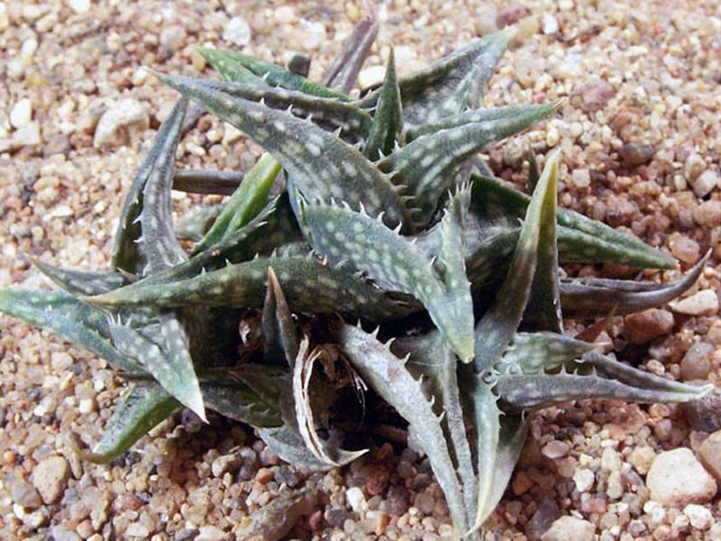 Aloe descoingsii / Descoings 'aloe