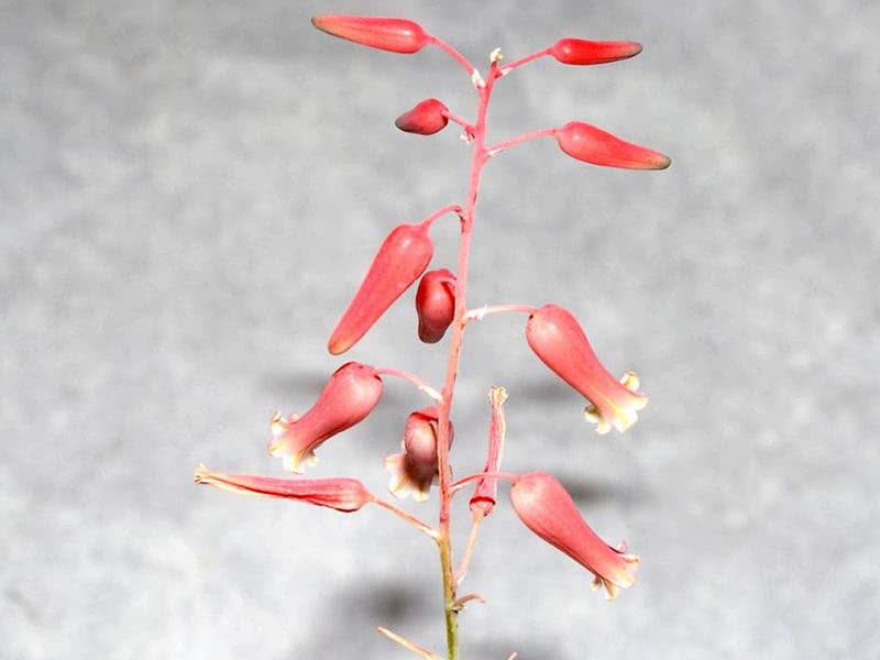 Aloe descoingsii / Descoings 'aloe