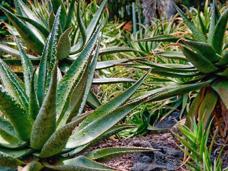 Aloe dikotom / aloe dikotom