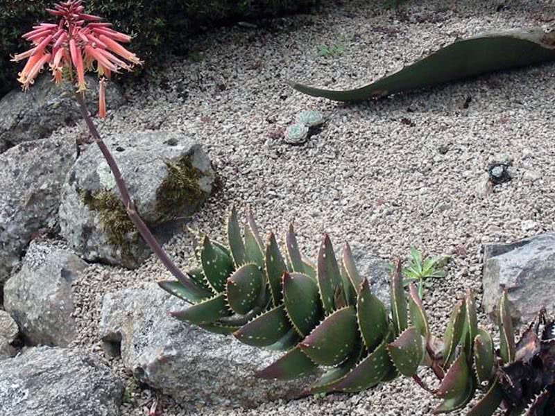 Aloe distanserer