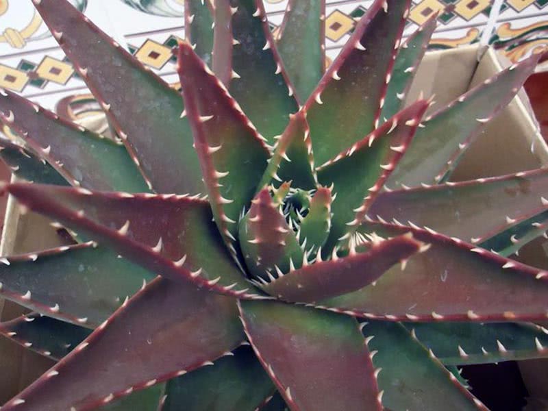 Aloe ferox / aloe strašno (zastrašujuće)