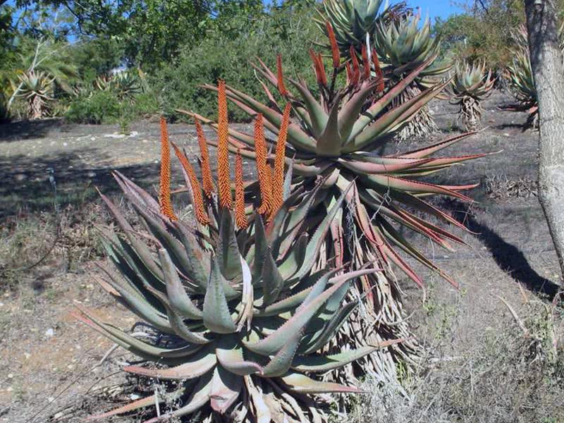 Aloe ferox / aloe strašno (zastrašujuće)