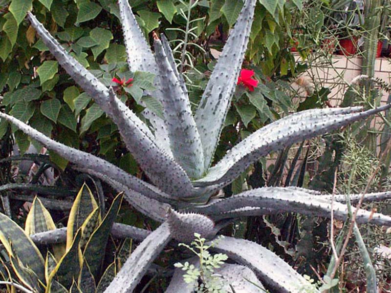 Aloe marlothii / Aloe Marlota