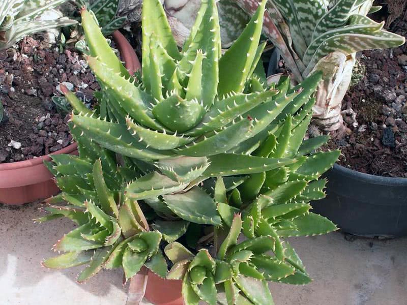 Aloe mitriformis / hetteformet aloe