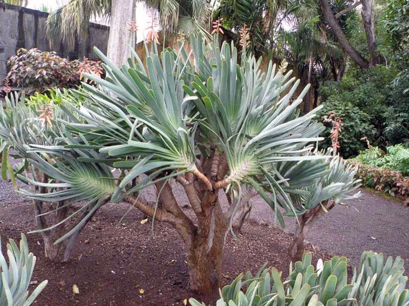 Aloe plicatilis / aloe-fan