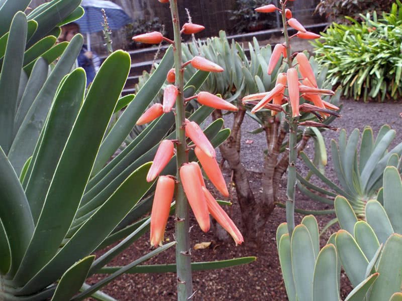 Aloe plicatilis / lepeza aloe