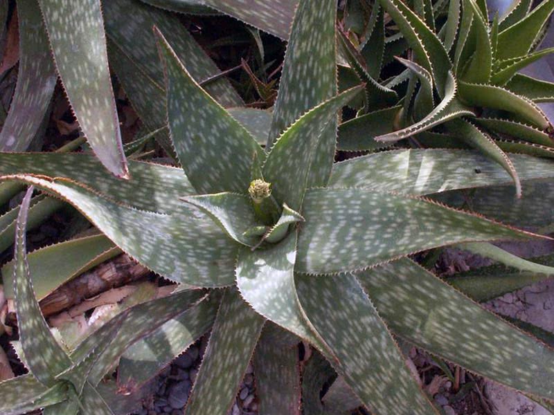 Aloe saponaria / såpe aloe (såpe)