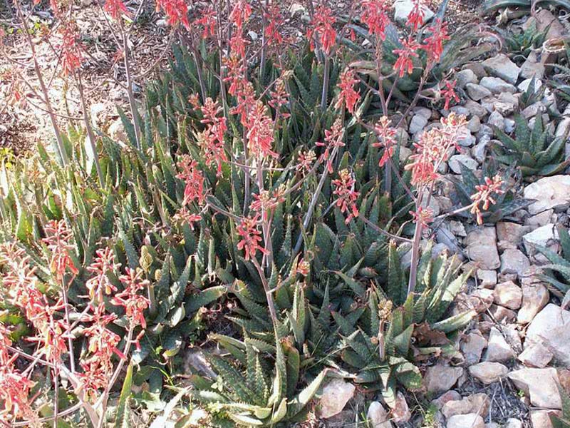 Aloe saponaria / sapunasta aloja (sapunica)