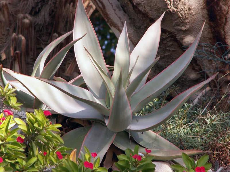 Aloe striata / stripete aloe (grå)