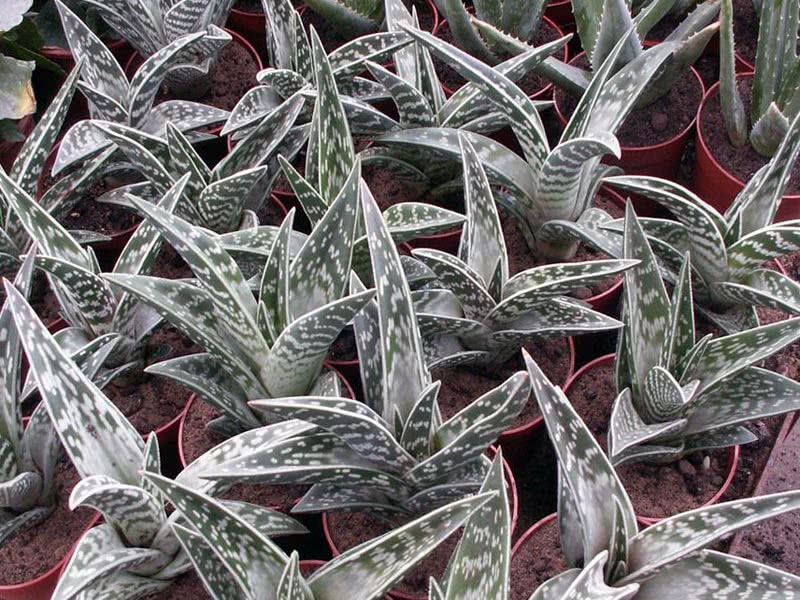 Aloe variegata / tiger aloe (broket)