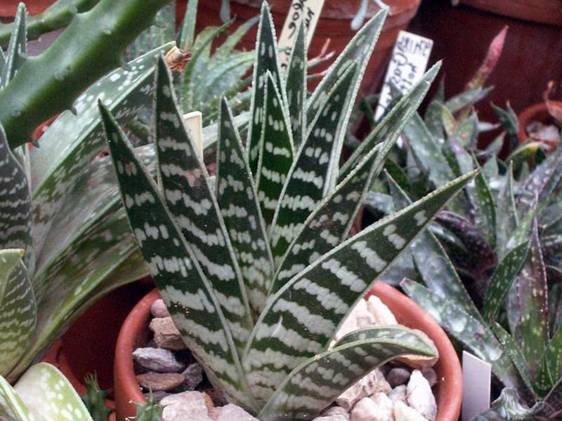 Aloe variegata / tiger aloe (broket)