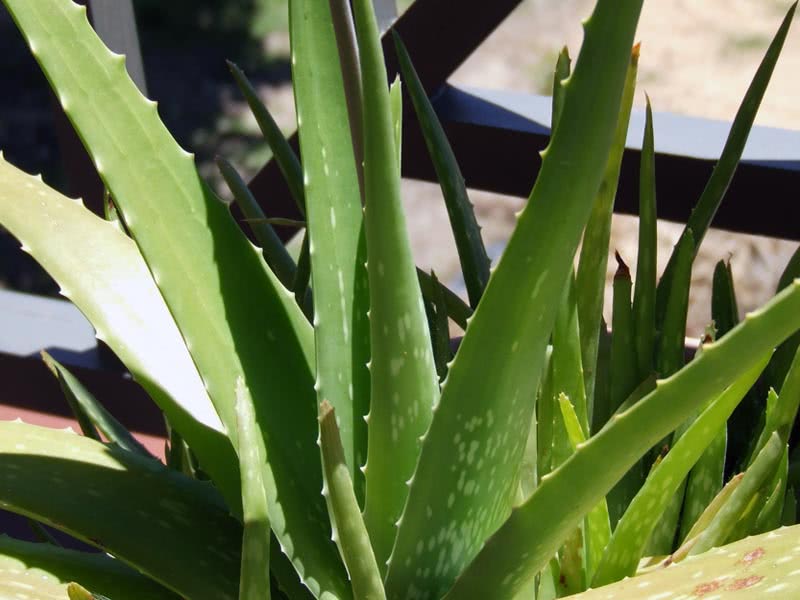 Aloe vera / aloe vera