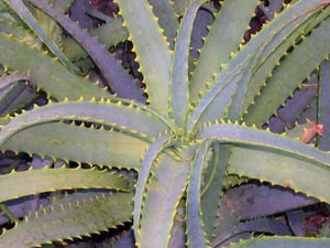 Aloe