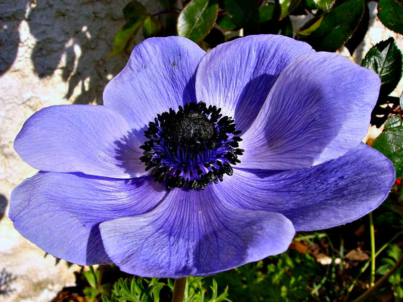 Anemona coronaria de Caen