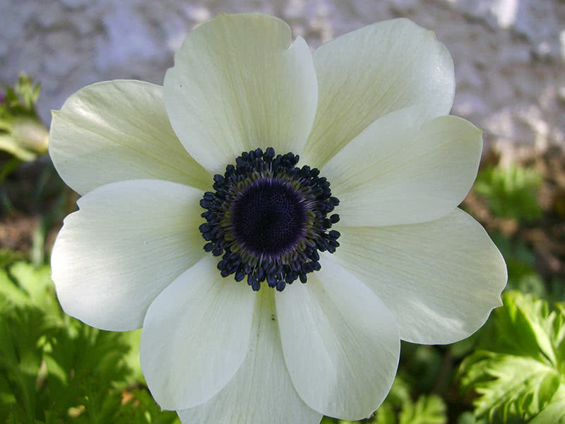 Anemona coronaria de Caen