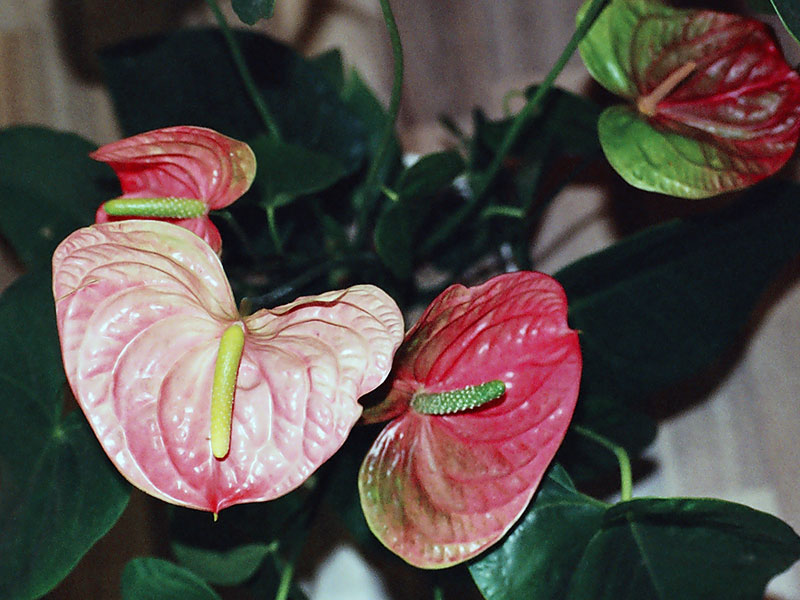 Anthurium andraeanum / Anthurium André