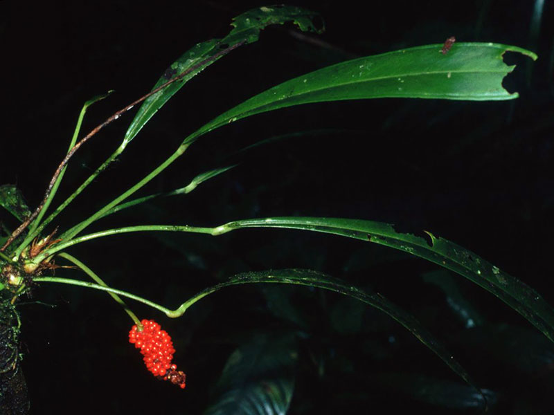 Anthurium bakeri / Anthurium Baker