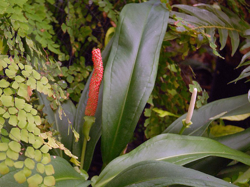 Anthurium bakeri / Anthurium Baker