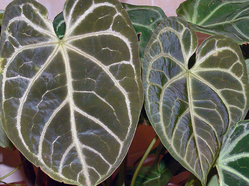 Anthurium crystallinum / kristalni anthurium