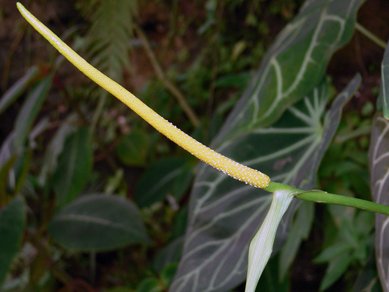 Anthurium crystallinum / crystal anthurium