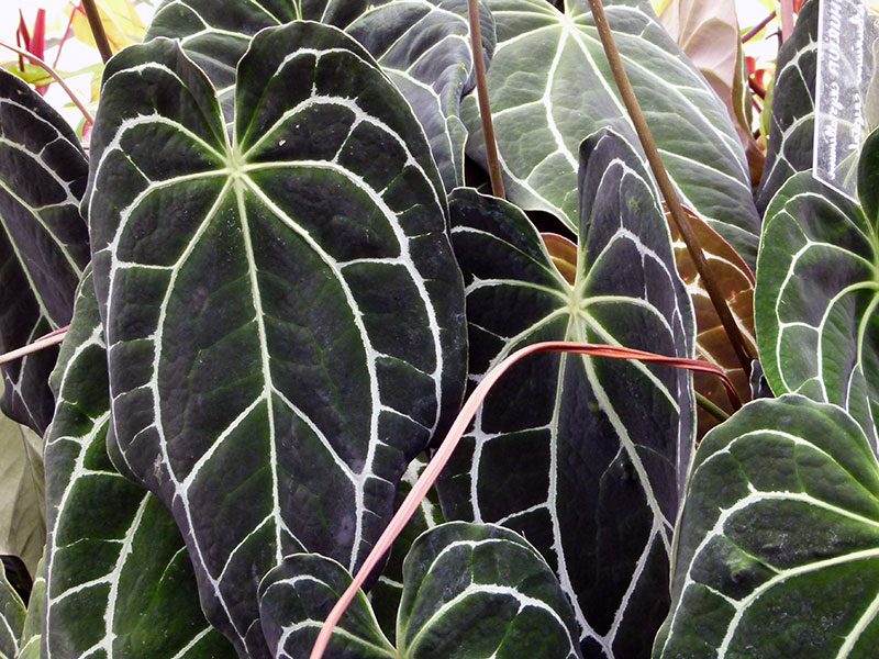 Anthurium crystallinum / crystal anthurium