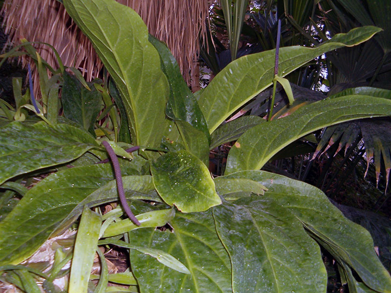 Anthurium hookeri / Hooker's anthurium