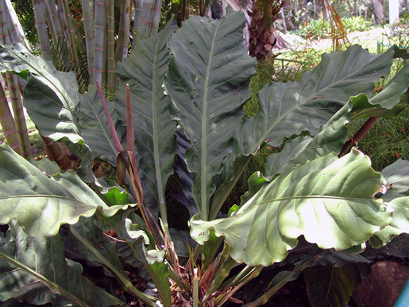 Anthurium hookeri / Hooker's anthurium