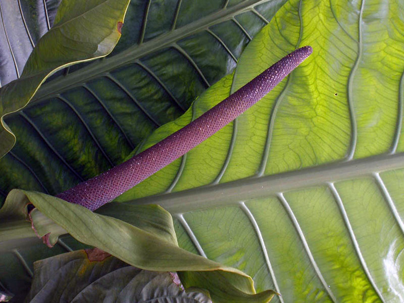 Anthurium hookeri / Hooker's anthurium