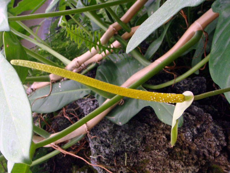 Anthurium magnificum / Anthurium majestic