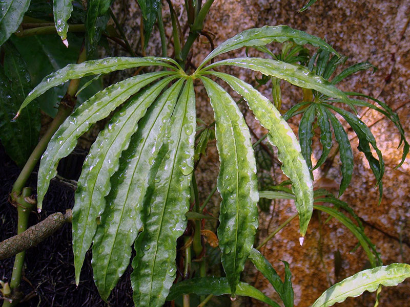 Anthurium polyschistum / anthurium multipliseres dissekert