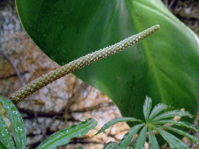 Anthurium polyschistum / anthurium multipliseres dissekert