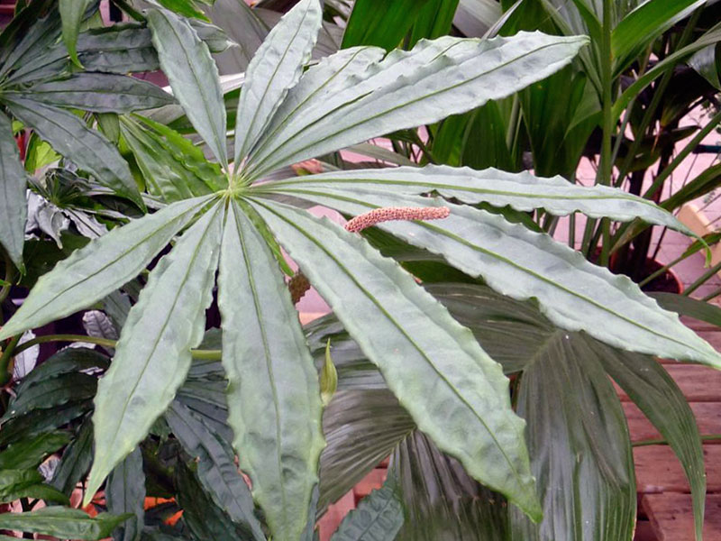 Anthurium polyschistum / anthurium multipliseres dissekert