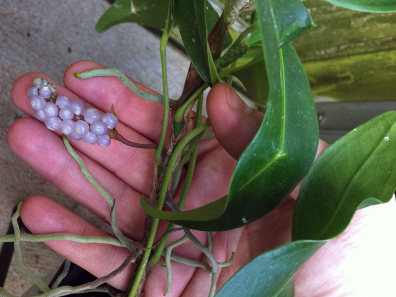 Anthurium scandens / klatring anthurium