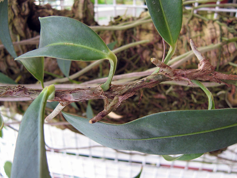 Anthurium scandens / klatring anthurium