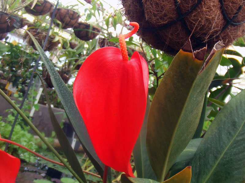 Anthurium scherzerianum / Scherzer's anthurium