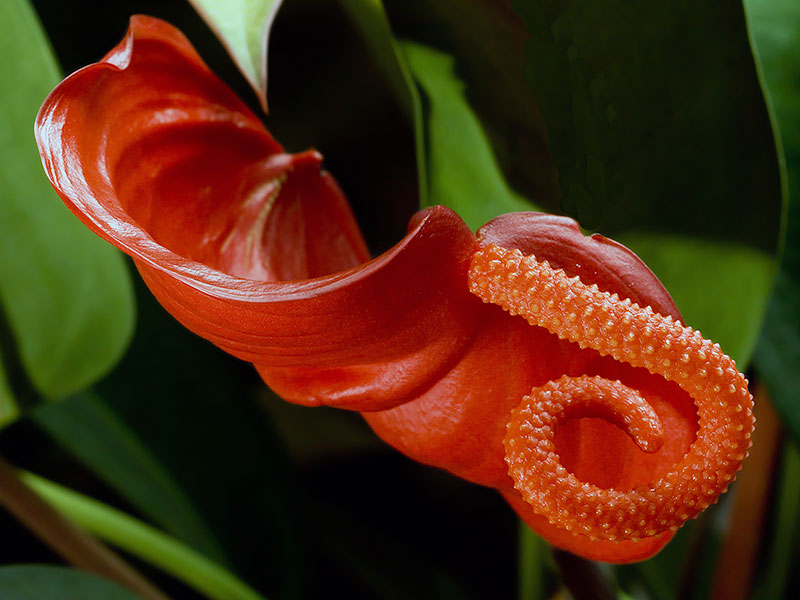 Anthurium scherzerianum / Scherzerov anthurium