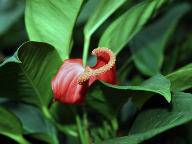 Anthurium scherzerianum / Scherzer's anthurium