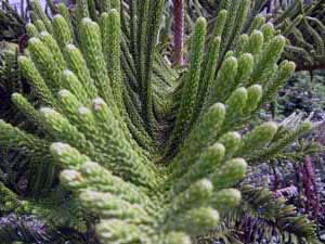 Araucaria